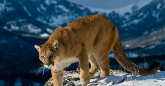 Authorities Suspect Colorado Hiker Killed by Mountain Lion