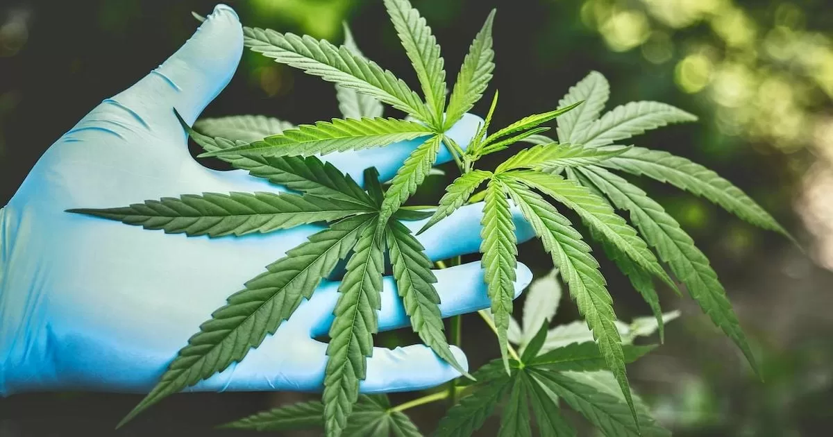 Relaxing of state drug-driving laws proposed for medicinal cannabis users – report